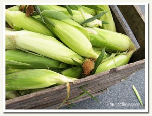 corn corn