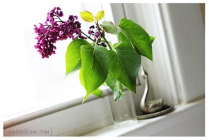 lilac2