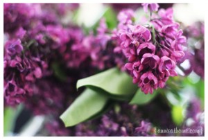lilac3