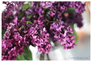 lilac5
