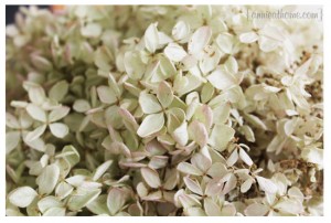 hydrangea1